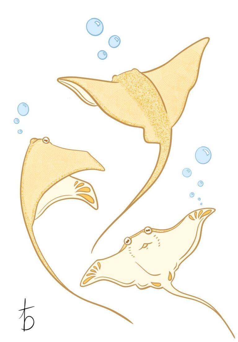 tatouages et illustrations rays