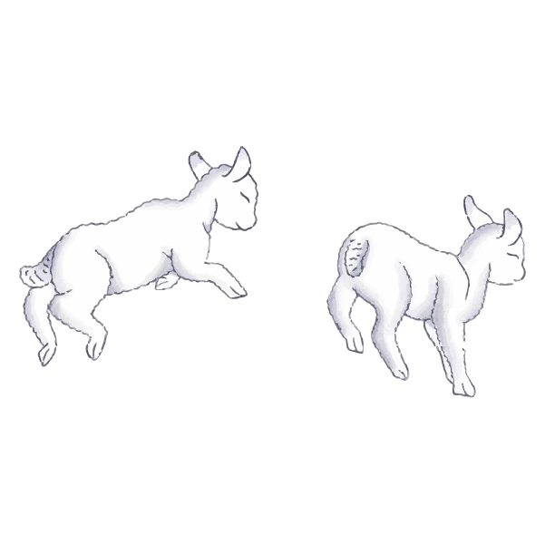 Sticker sheeps